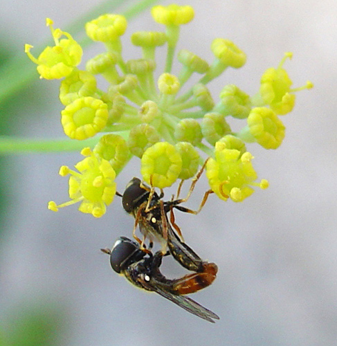 Ditteri syirphidae: Paragus sp.